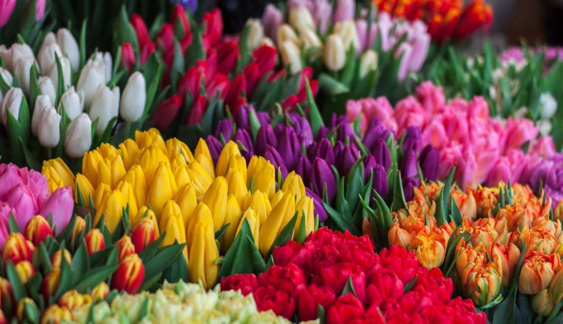 Fiori In Arte